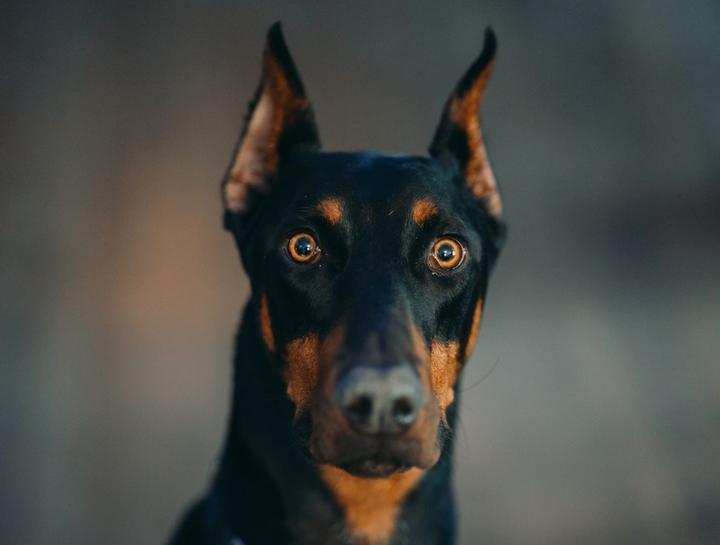 Emergency Veterinary Care