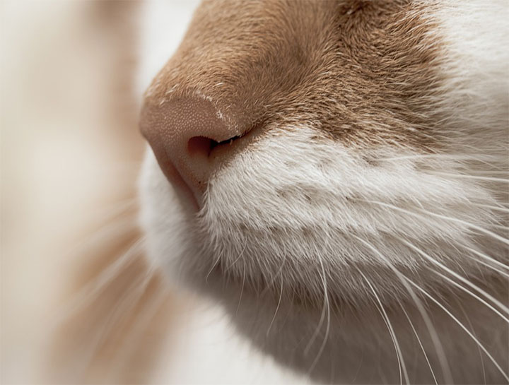 Cat's Nose