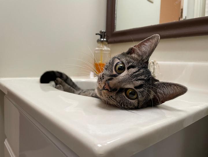 Preventive Care for Cats