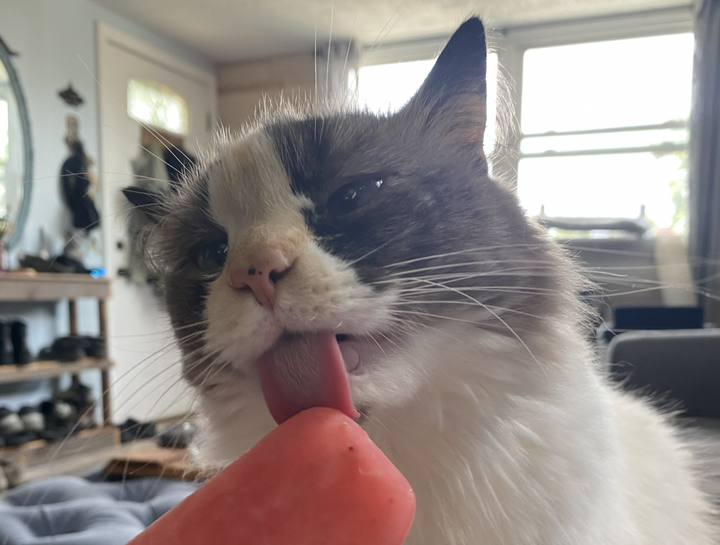 Pet Nutrition