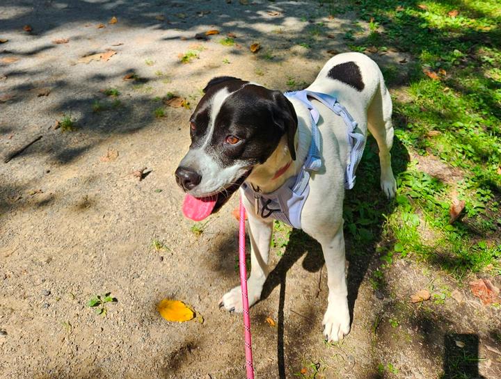 Preventive Care for Dogs
